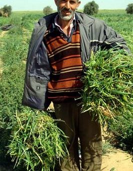 fermier_de_Gaza.jpg