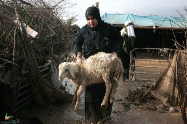Gaza_indation_femme_mouton.jpg