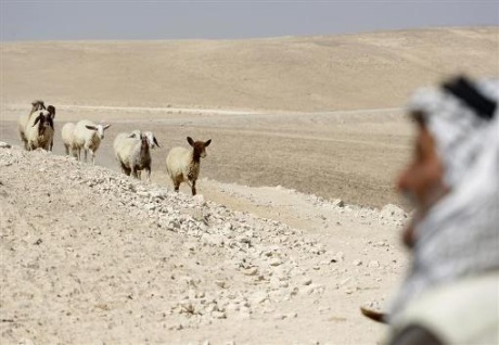 bedouin_troupeau.jpg