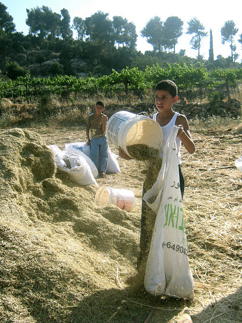 EJE_Al_aroub_dans_les_champs.jpg