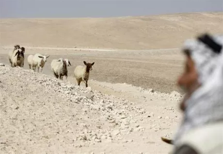 bedouin_troupeau-2.jpg