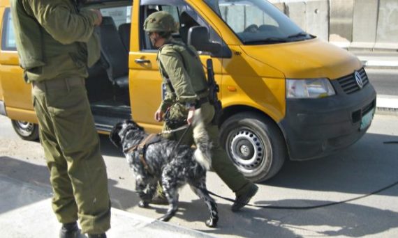 chiens_arme_e_israe_lienne.jpg