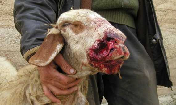 mouton_ensanglante_village_of_Yanoun.jpg