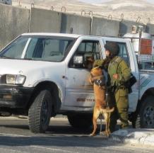 chiens_al_jib_checkpoint.jpg