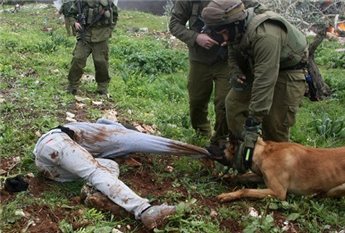 chiens_attaquent_palestiniens.jpg