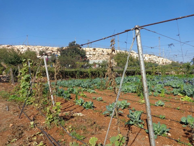 jaber_jardin_souvent_attaque_.jpg