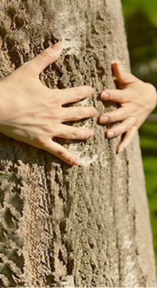 arbre_yves_rocher.jpg