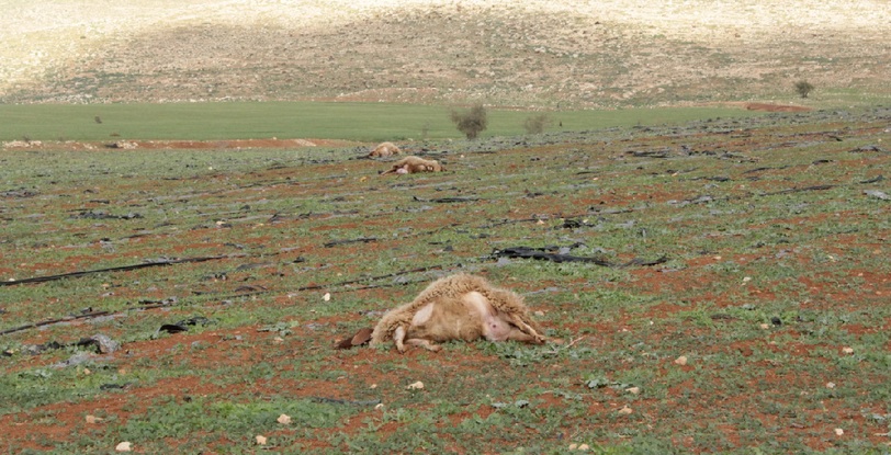 3_moutons_tue_s_par_les_colons_a_aqraba.jpg