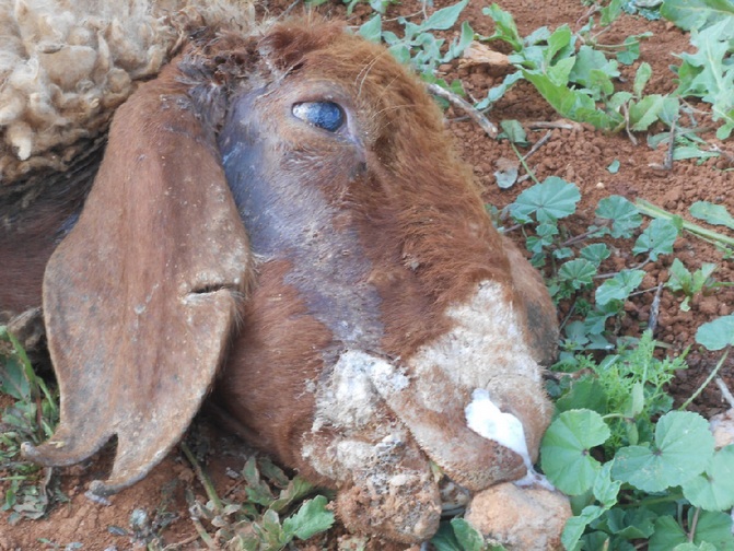 aqraba_be_tail_tue_par_les_colons.jpg