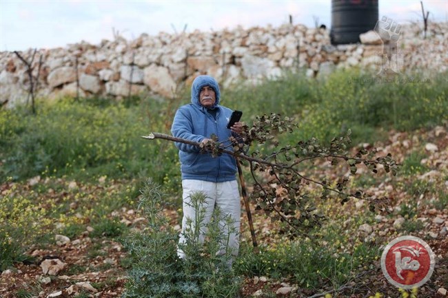 cultivateur_palestiniens_amendiers_et_vignobles_de_racine_s.jpg