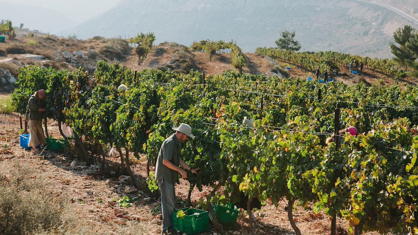 vignoble_psagot.jpg