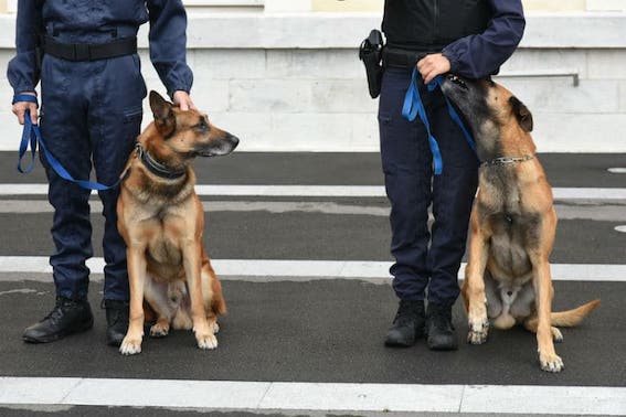 chiens renifleurs Covid-19