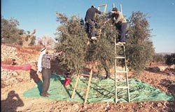 L'huile d'olive palestinienne : un combat de chaque instant