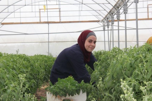"Amandes Amères", une vidéo des agriculteurs palestiniens pour s’opposer à la campagne de diffamation israélienne