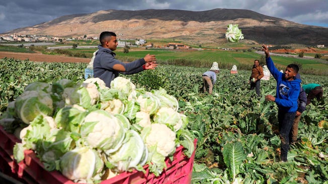 Des fermiers palestiniens regagnent leurs terres après plus de 40 ans ! (Vidéo)