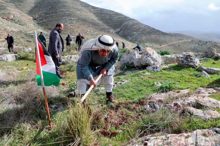 Les Palestiniens replantent après l'arrachage de leurs arbres