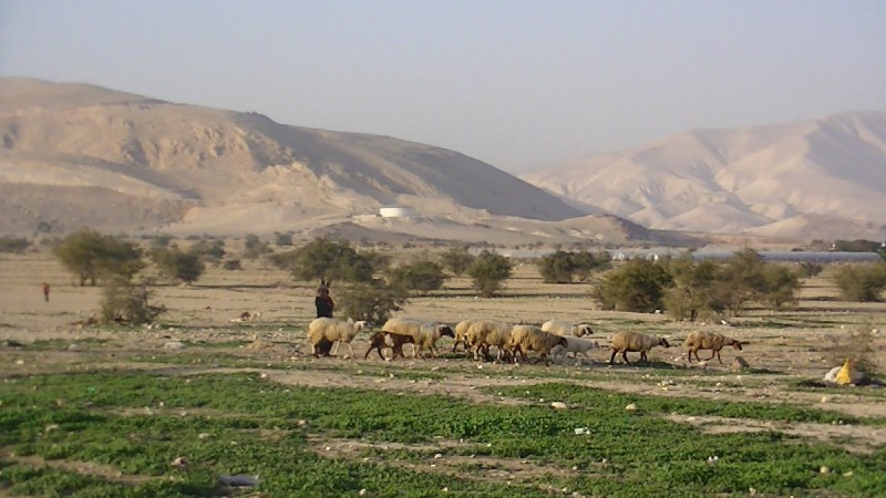L'armée en train d'essayer d'écraser les moutons d'un berger palestinien (Vidéo)