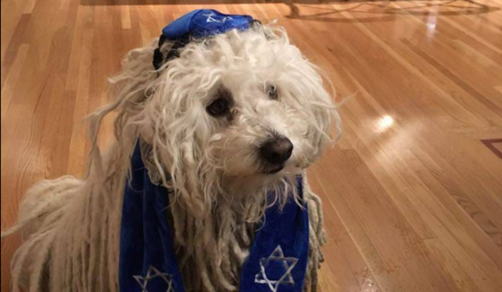 « Chien de juif » ou « chien juif »  ? La provocation antisémite du patron de Facebook (photo)