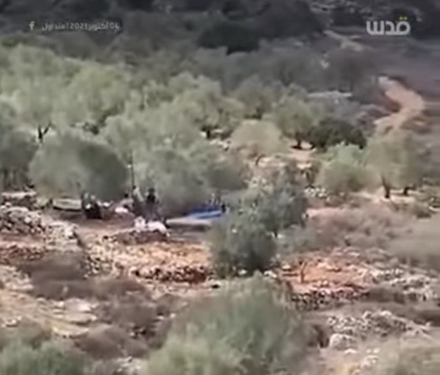 Attaques de colons contre les oliviers palestiniens