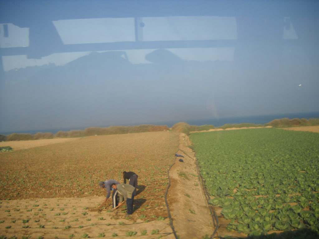 Vidéo sur le travail des paysans de Gaza sous blocus