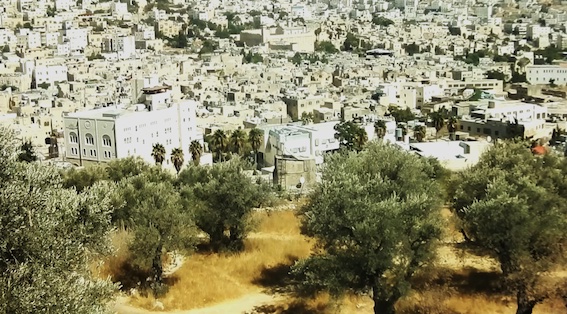 La technologie de surveillance israélienne détournée pour protéger les oliveraies