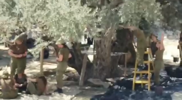 Colons et soldats en train de voler les olives des Palestiniens ! (Vidéos)