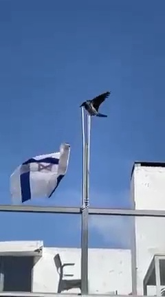 Les corbeaux n'aiment décidément pas les drapeaux israéliens (Vidéos)