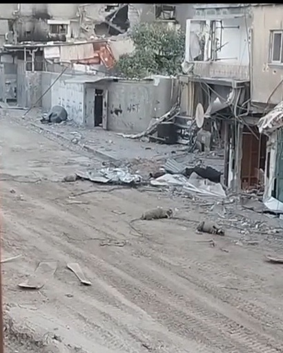 L'armée israélienne tire même sur les moutons à Gaza (Vidéo)
