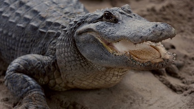 croco_jourdain.jpg