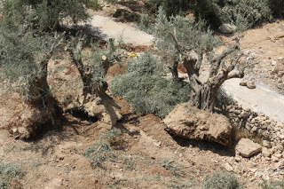 destruction_oliviers_beit_jala_17_aout_2015.jpg