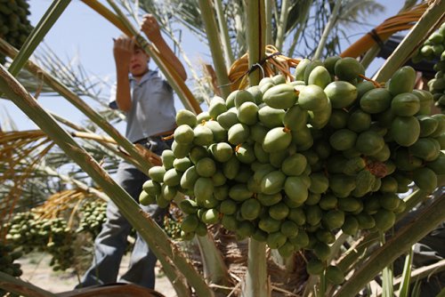 enfant_palestinien_jourdain.jpg