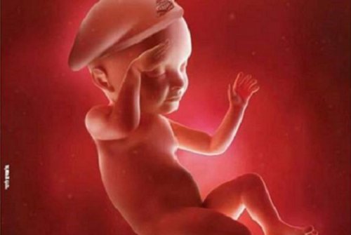 fetus.jpg