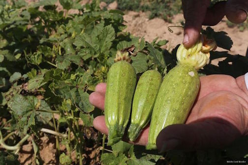 gaza_cultures_empoisonne_es.jpg
