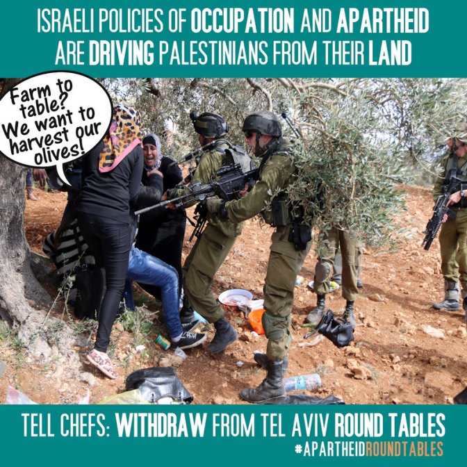 invitation_des_chefs_par_israel_et_cueillette_des_olives.jpg