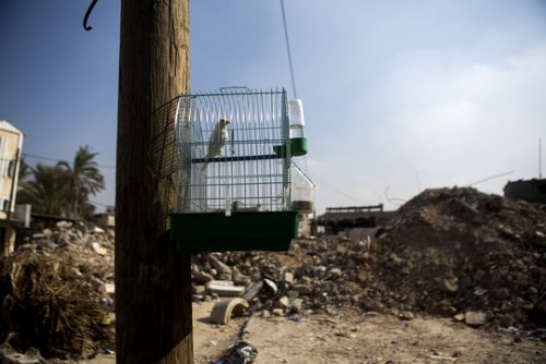 oiseau_cage_gaza.jpg