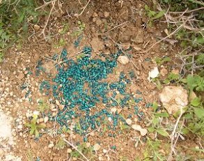 poison_sur_terres_palestiniennes.jpg