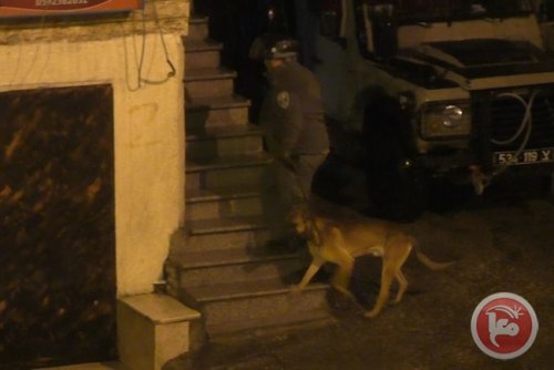 raid_avec_chiens.jpg