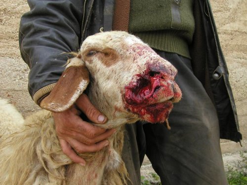 mouton_ensanglante_village_of_yanoun-2.jpg