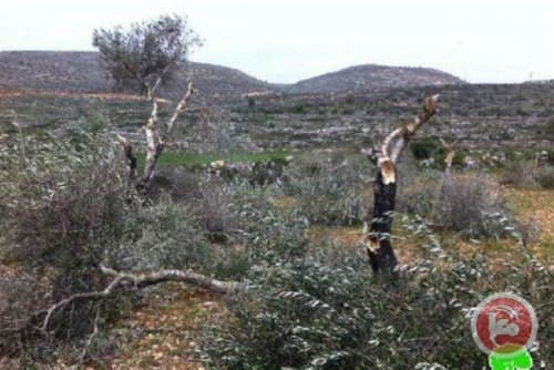oliviers_brule_s_beit_ommar.jpg
