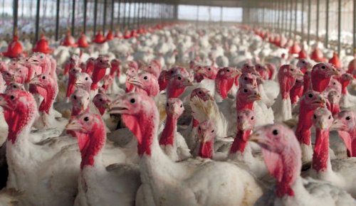 poules_colonies.jpg