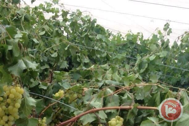 vignoble_ramallah.jpg