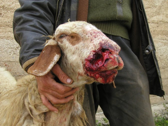 yanoun_agression_mouton.jpg